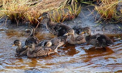 [Six growing ducklings paddle near the water's edge while a seventh stands on land. That seventh one has a very obvious furry back end.]